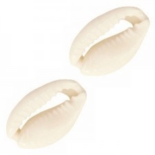 Cowrie shell bead 17x10mm Off White
